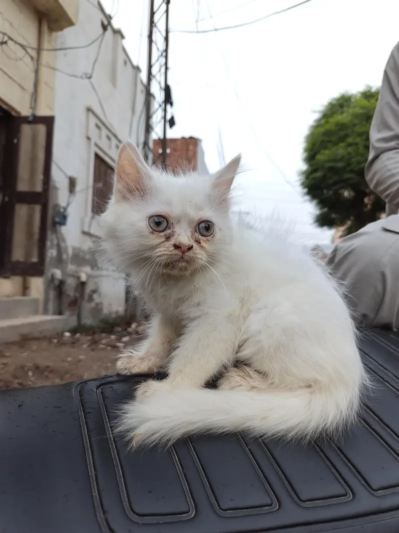 white cat baby persion — photo 4