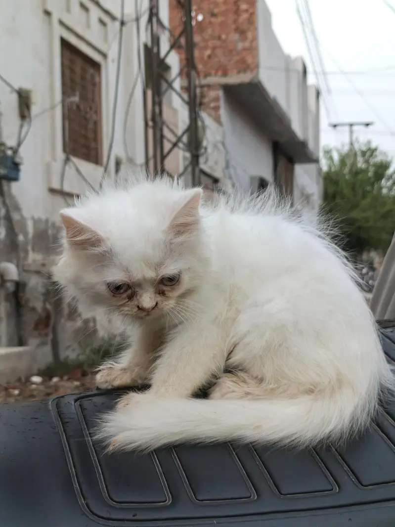 white cat baby persion — photo 5