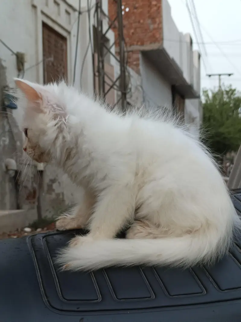white cat baby persion — photo 6