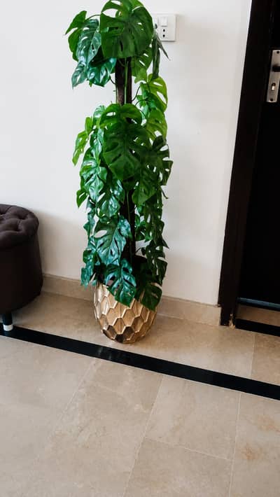 golden planter