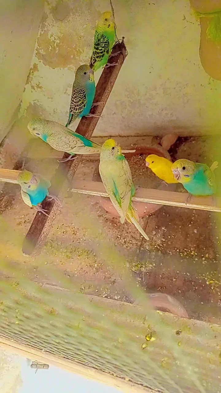 11 budgies — photo 3