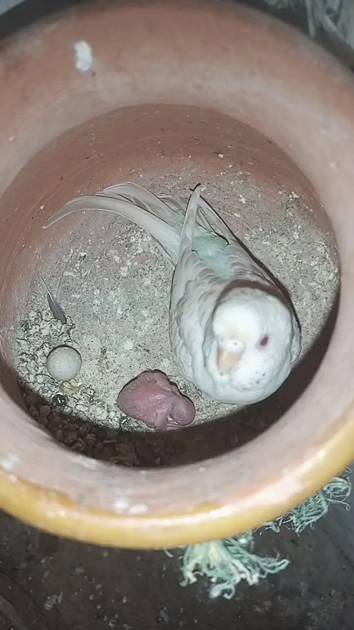 11 budgies — photo 4