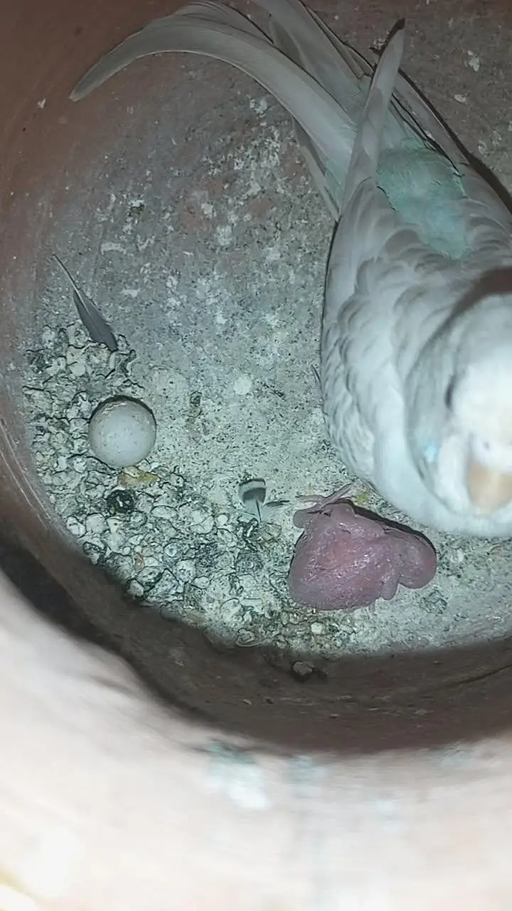 11 budgies — photo 5