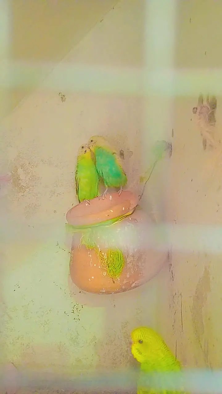11 budgies — photo 6