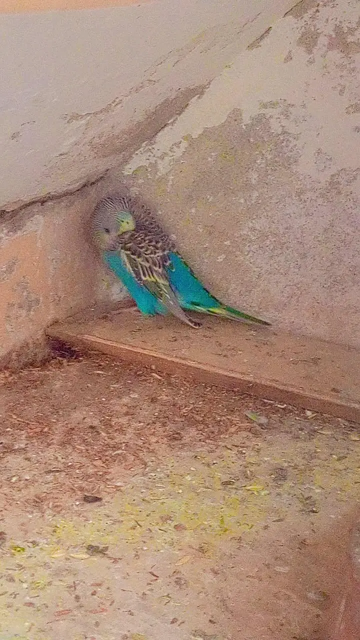 11 budgies — photo 7