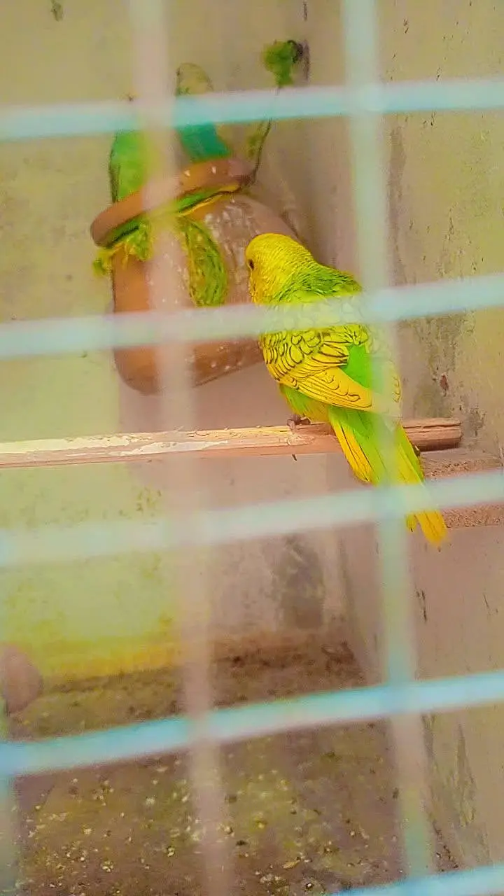 11 budgies — photo 8