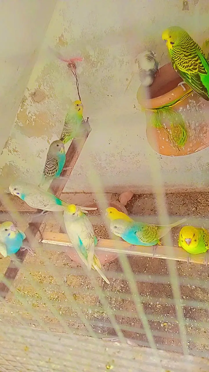 11 budgies — photo 9