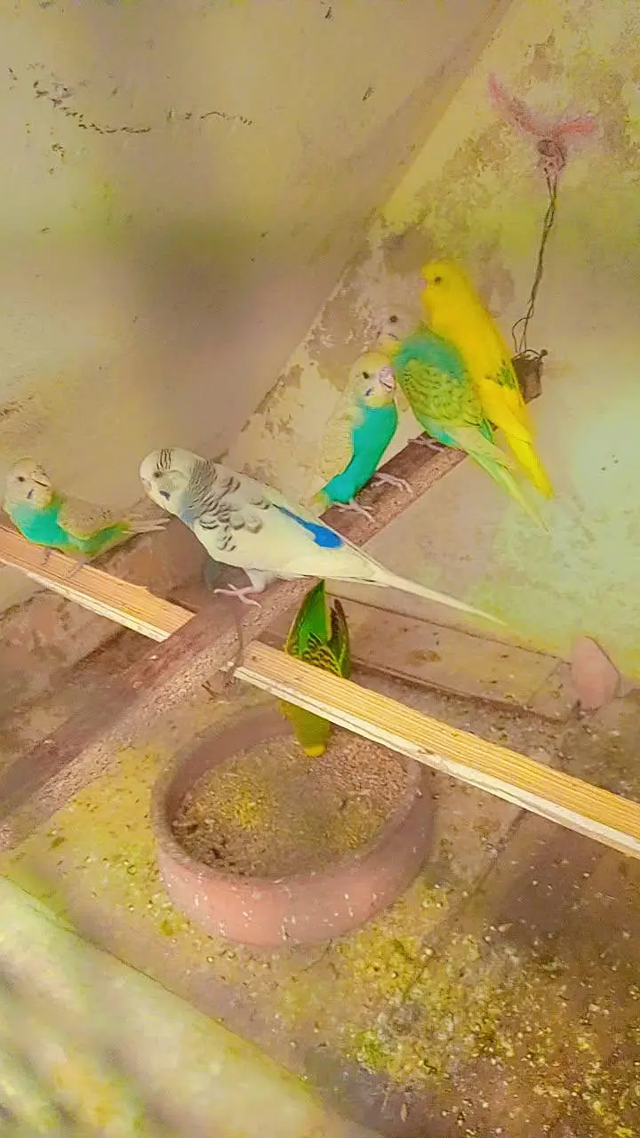 11 budgies — photo 10