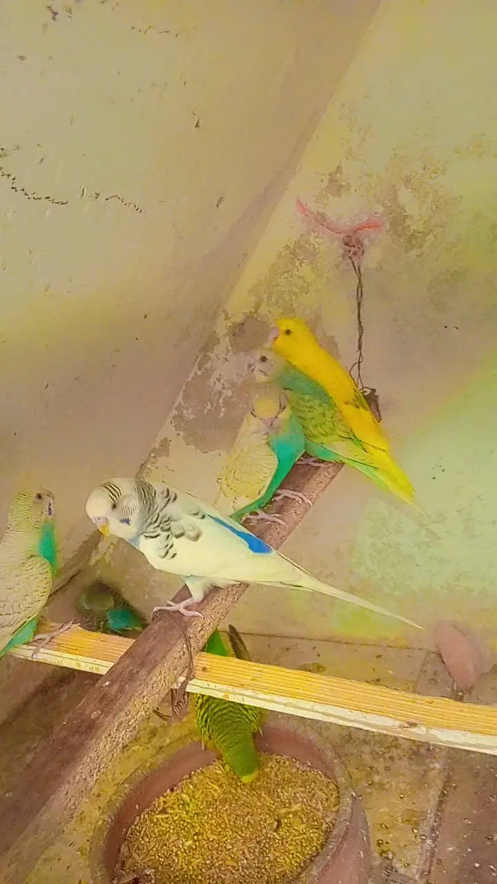 11 budgies — photo 11