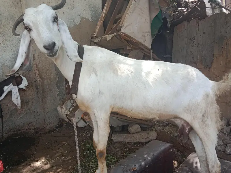 Tapray bkray, Tapri bkri — photo 8