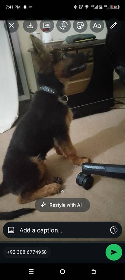 German shepherd female 4 months old