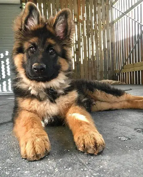 German shepherd female 4 months old — photo 2