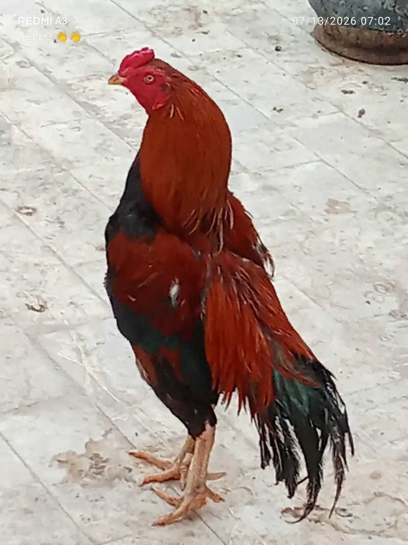 Pure beautiful healthy Sindhi aseel — photo 2