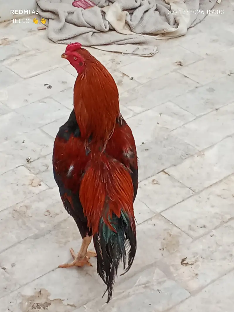 Pure beautiful healthy Sindhi aseel — photo 3