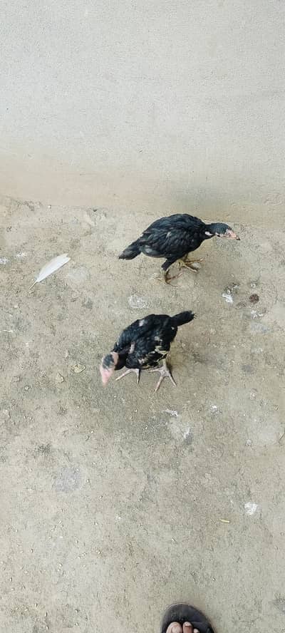 asil morgey ke Bache for sale