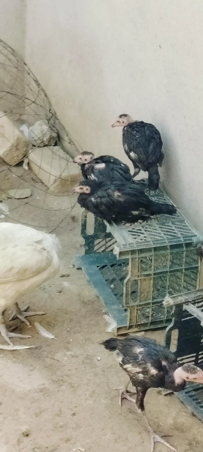 asil morgey ke Bache for sale — photo 2