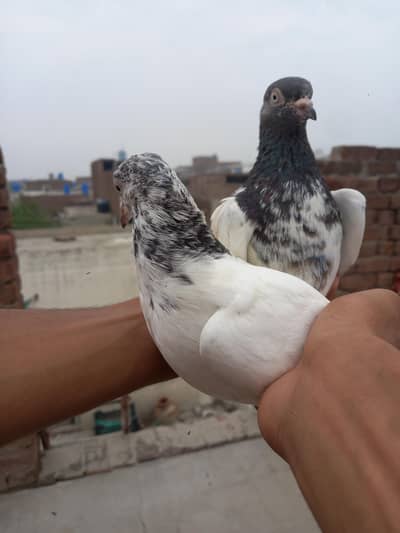 Golden pair for sale  whatsapp number [0344***82***61***381]