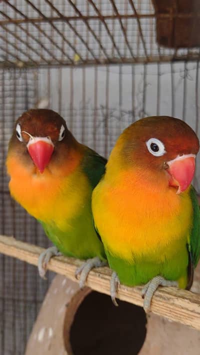 love birds pair for sale breeder