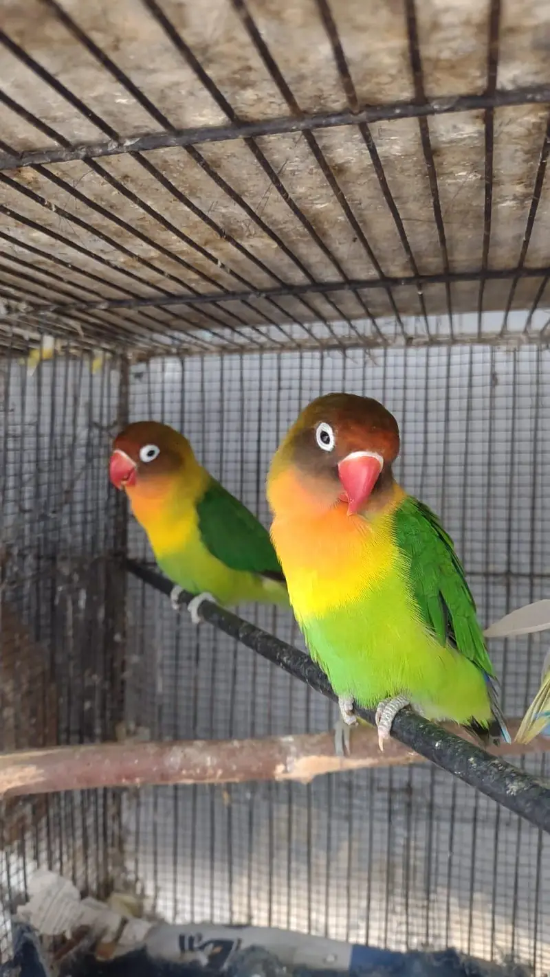love birds pair for sale breeder — photo 2