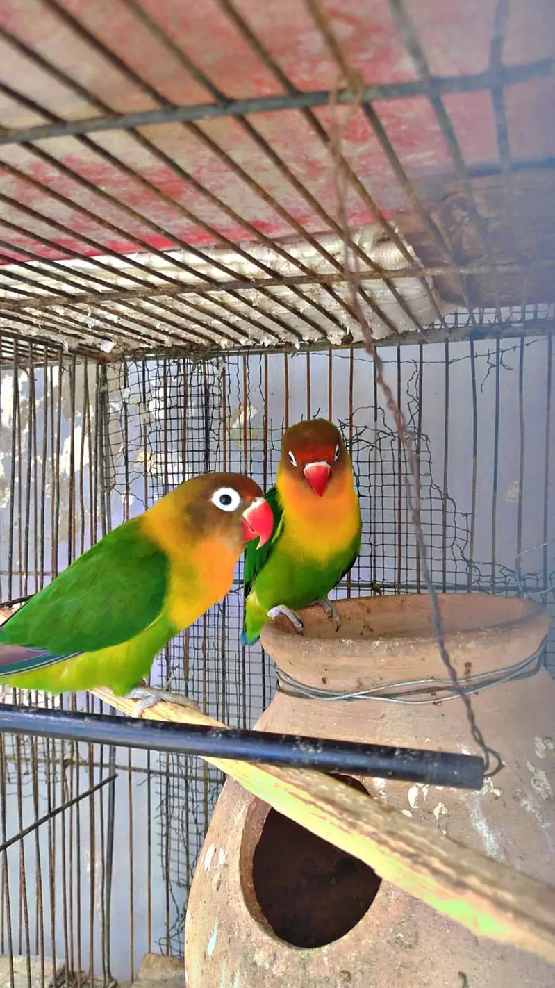 love birds pair for sale breeder — photo 3