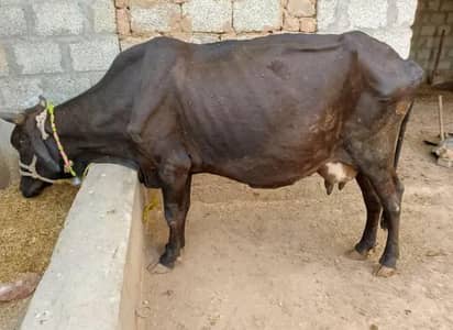  Friesian × Sahiwal Cross Cow for Sale