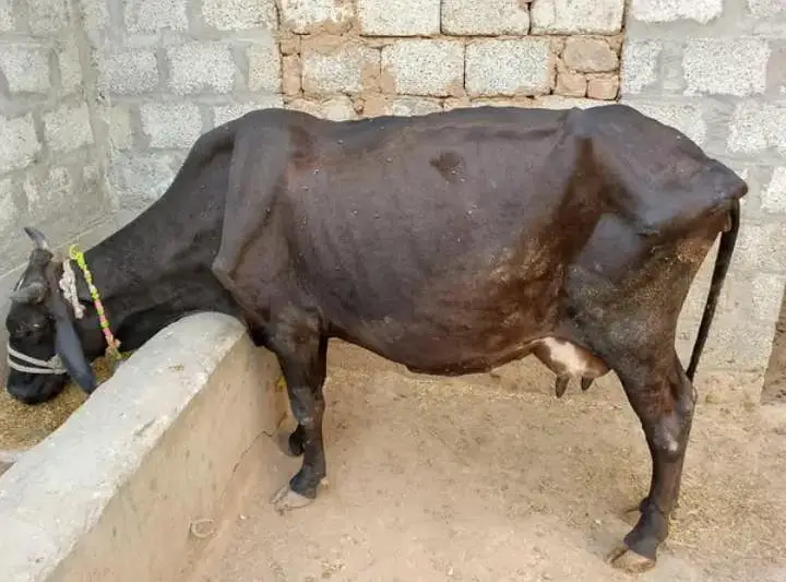  Friesian × Sahiwal Cross Cow for Sale — photo 2