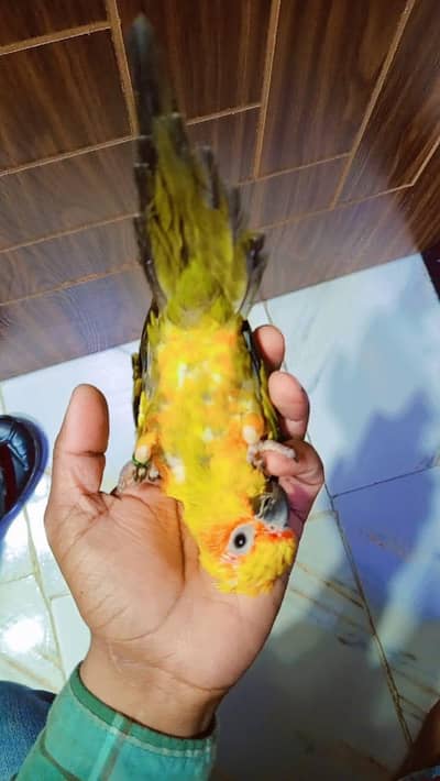 sun conure