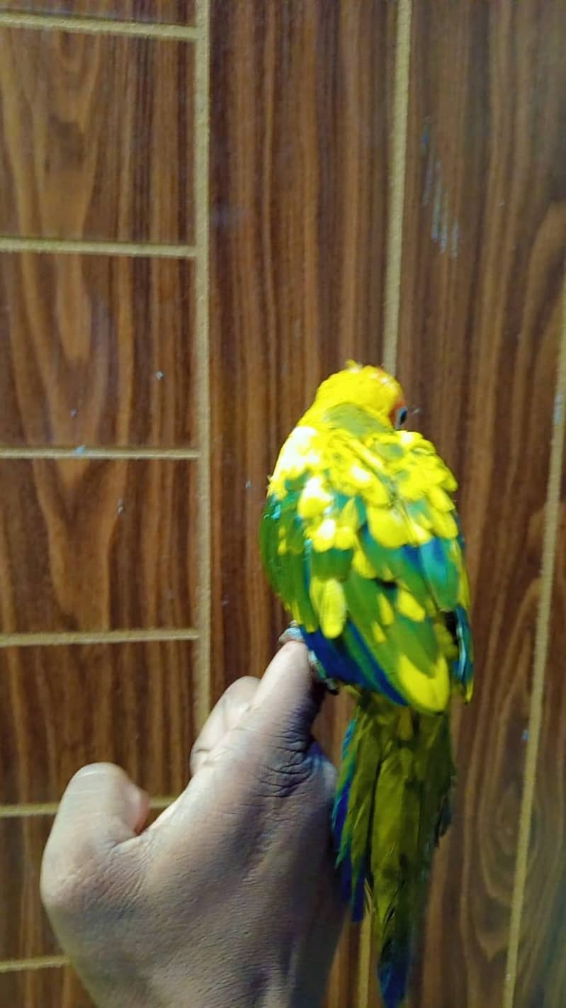 sun conure 1