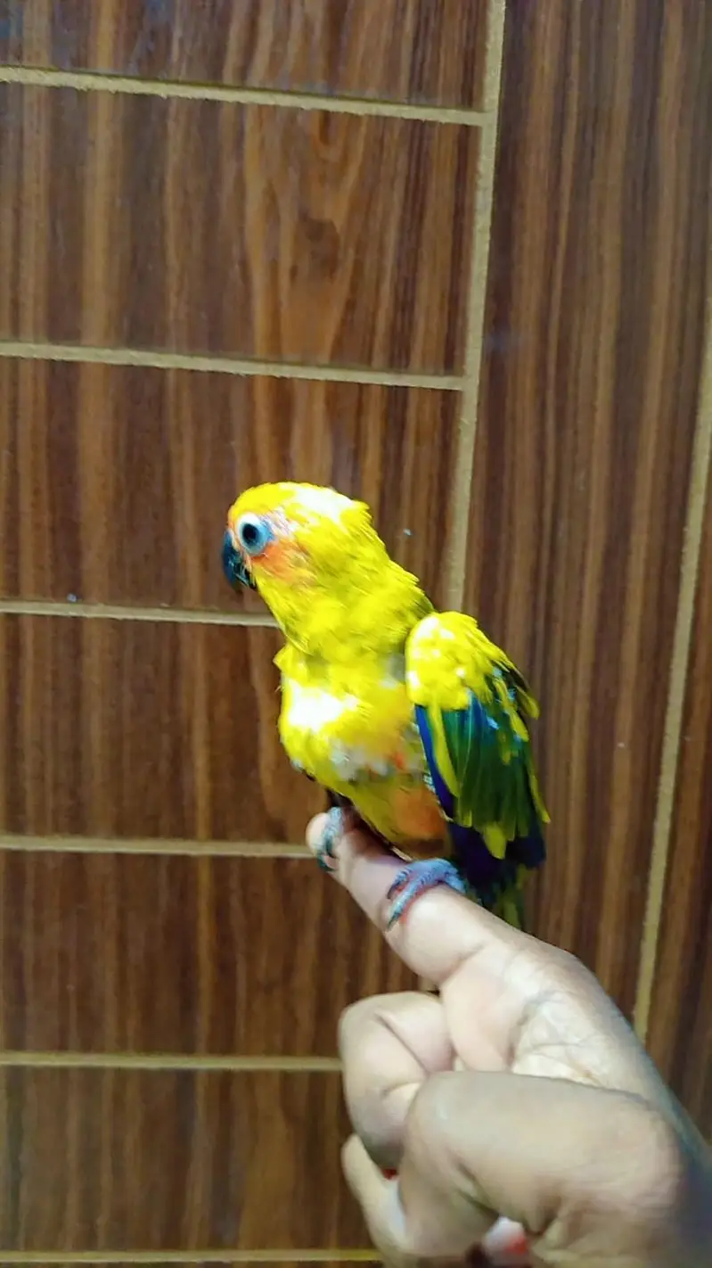 sun conure — photo 3
