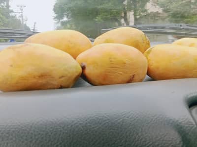Mango white chunsa 2500