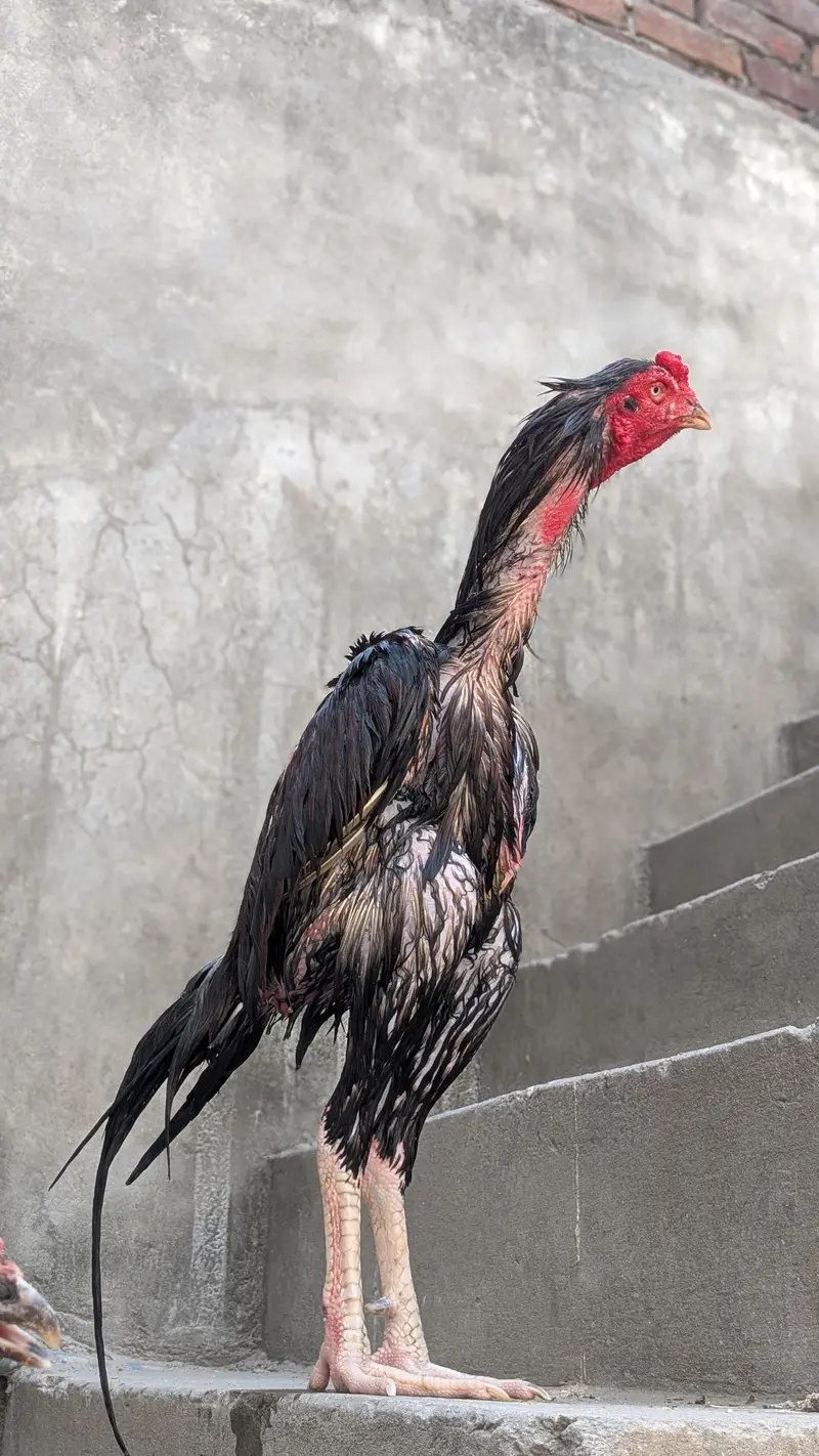 Pakistani aseel — photo 2