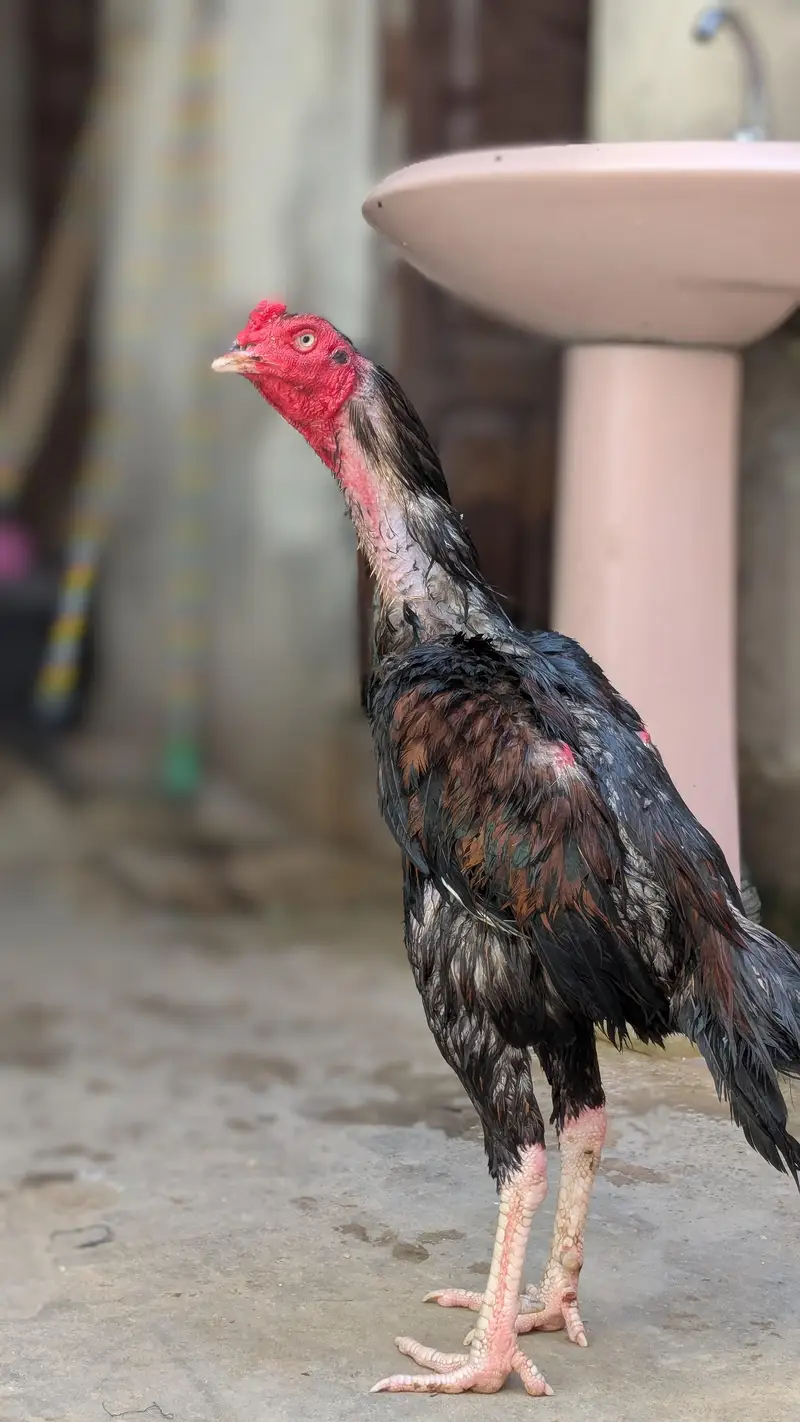 Pakistani aseel — photo 3