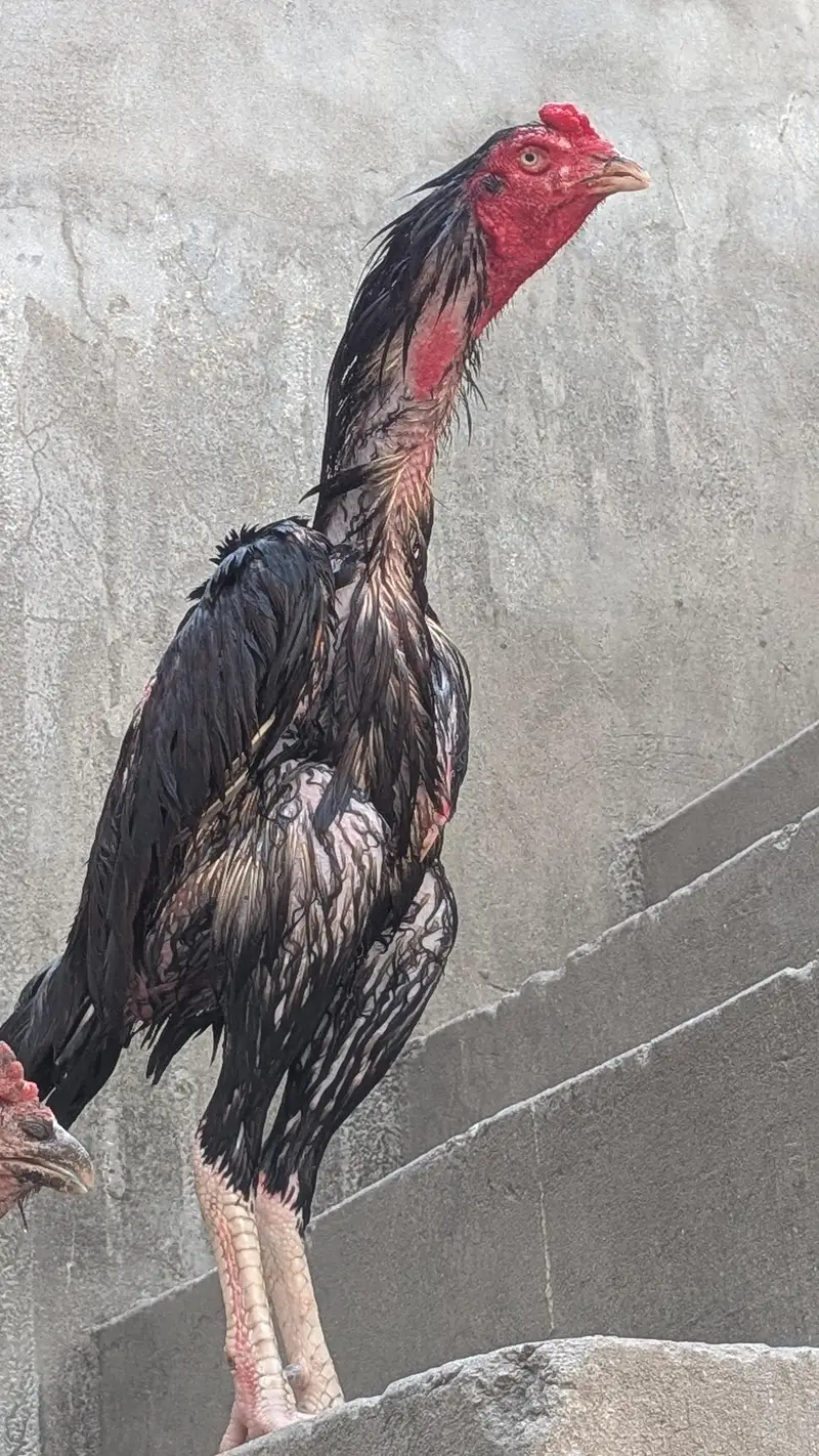 Pakistani aseel — photo 5