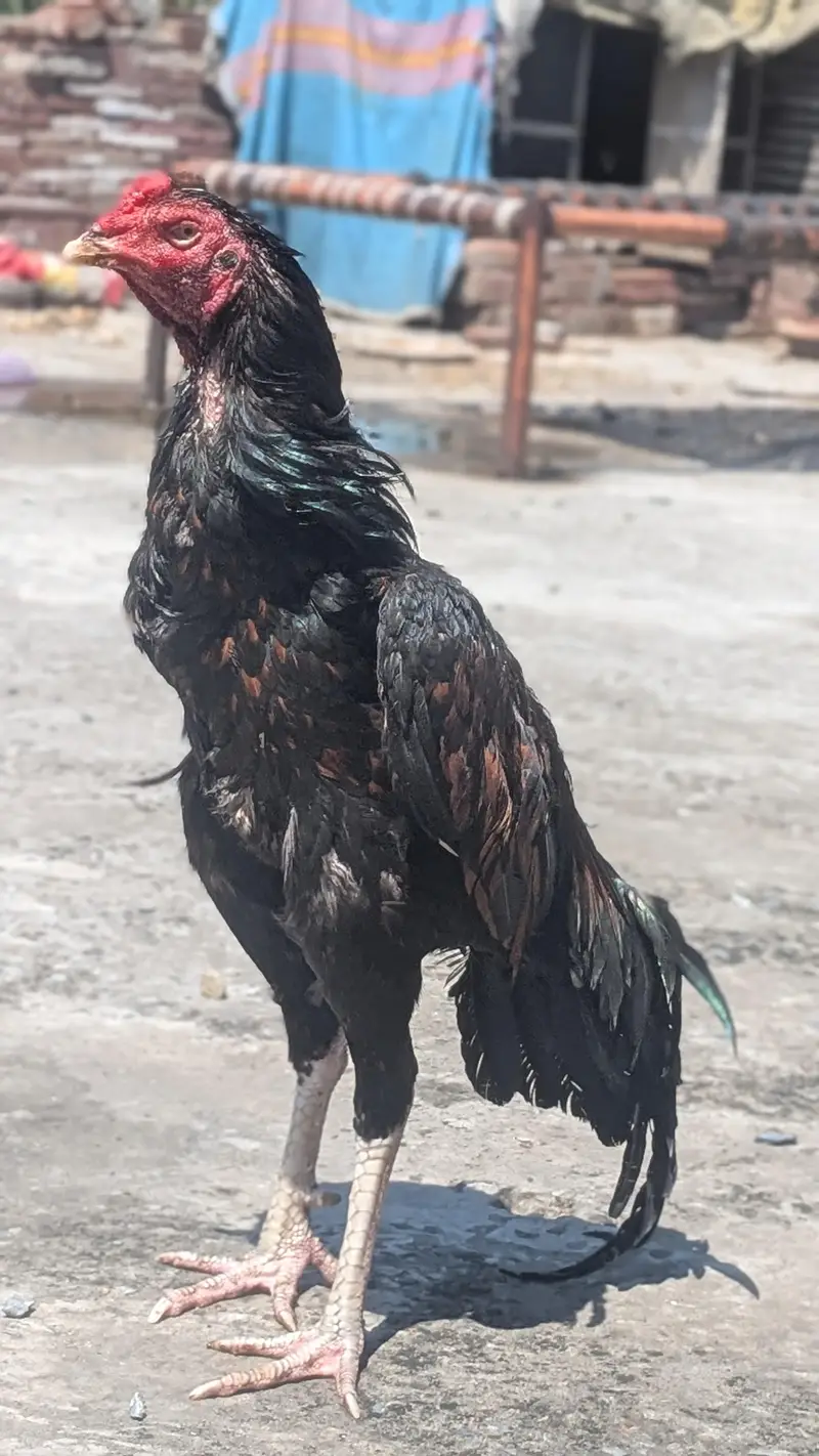 Pakistani aseel — photo 6