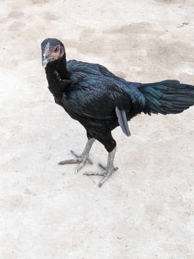 Thai hen available for sale