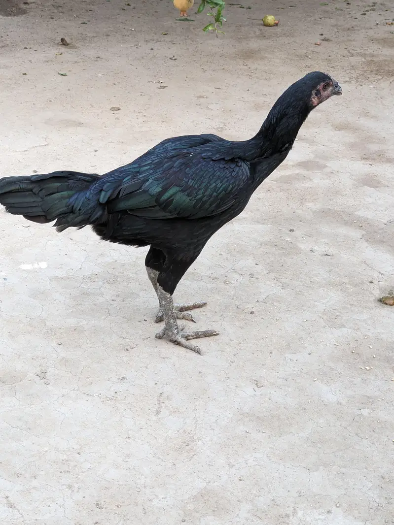 Thai hen available for sale — photo 2