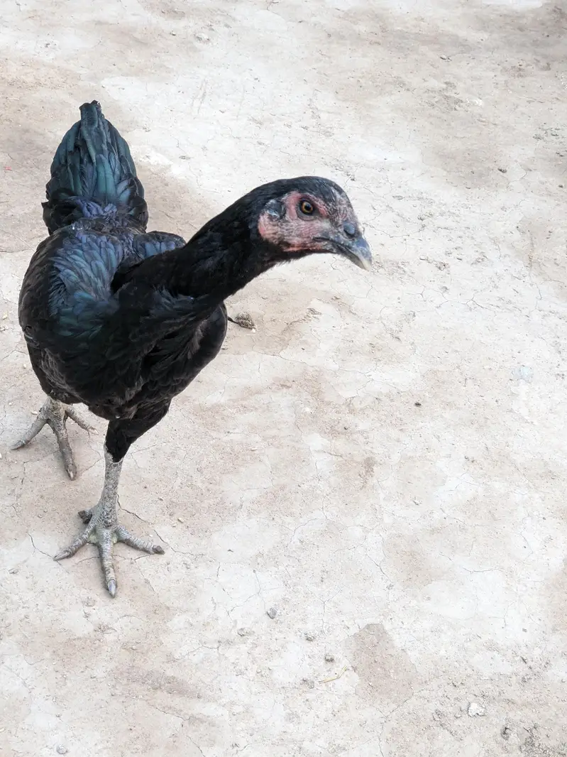 Thai hen available for sale — photo 3
