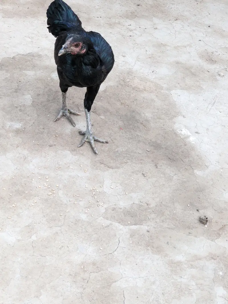 Thai hen available for sale — photo 4