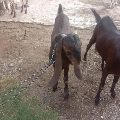 Bakri with 5 month bakra