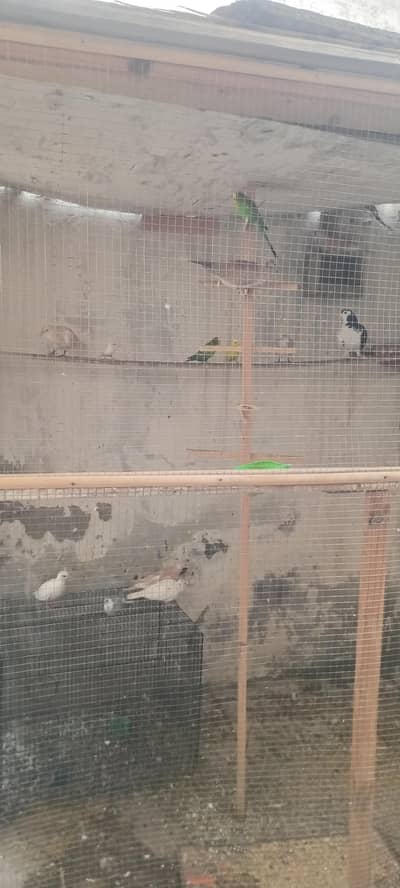birds