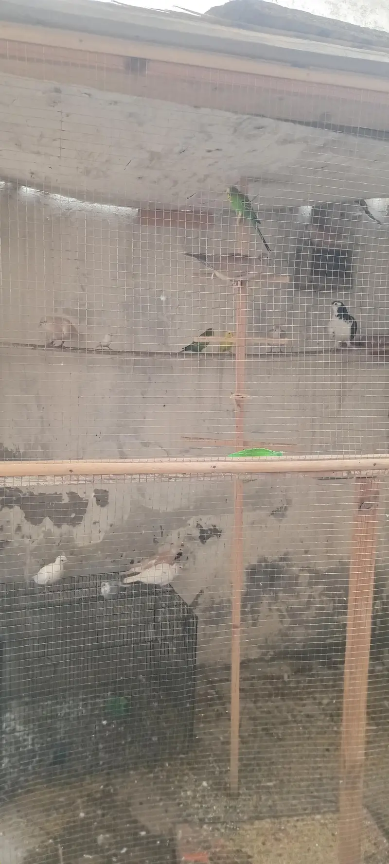 birds