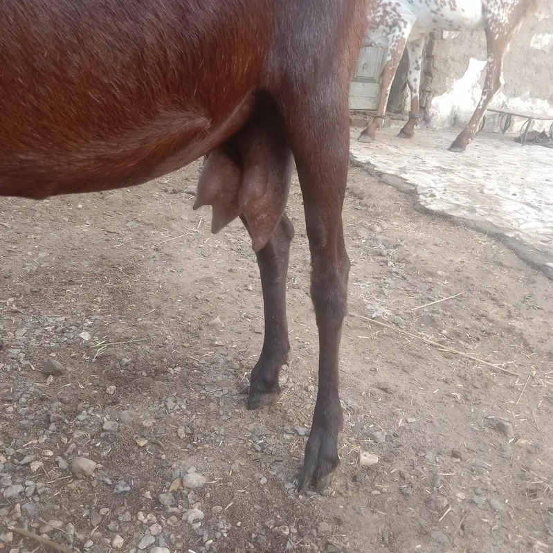 3 month 15 din Ki ghabba — photo 4