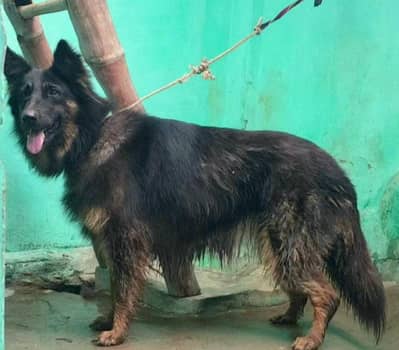 German Shepherd female long coat for sale vaccine ok