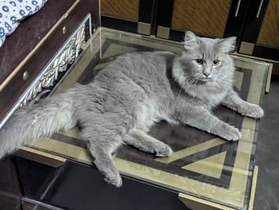 Persian Cat for sale
