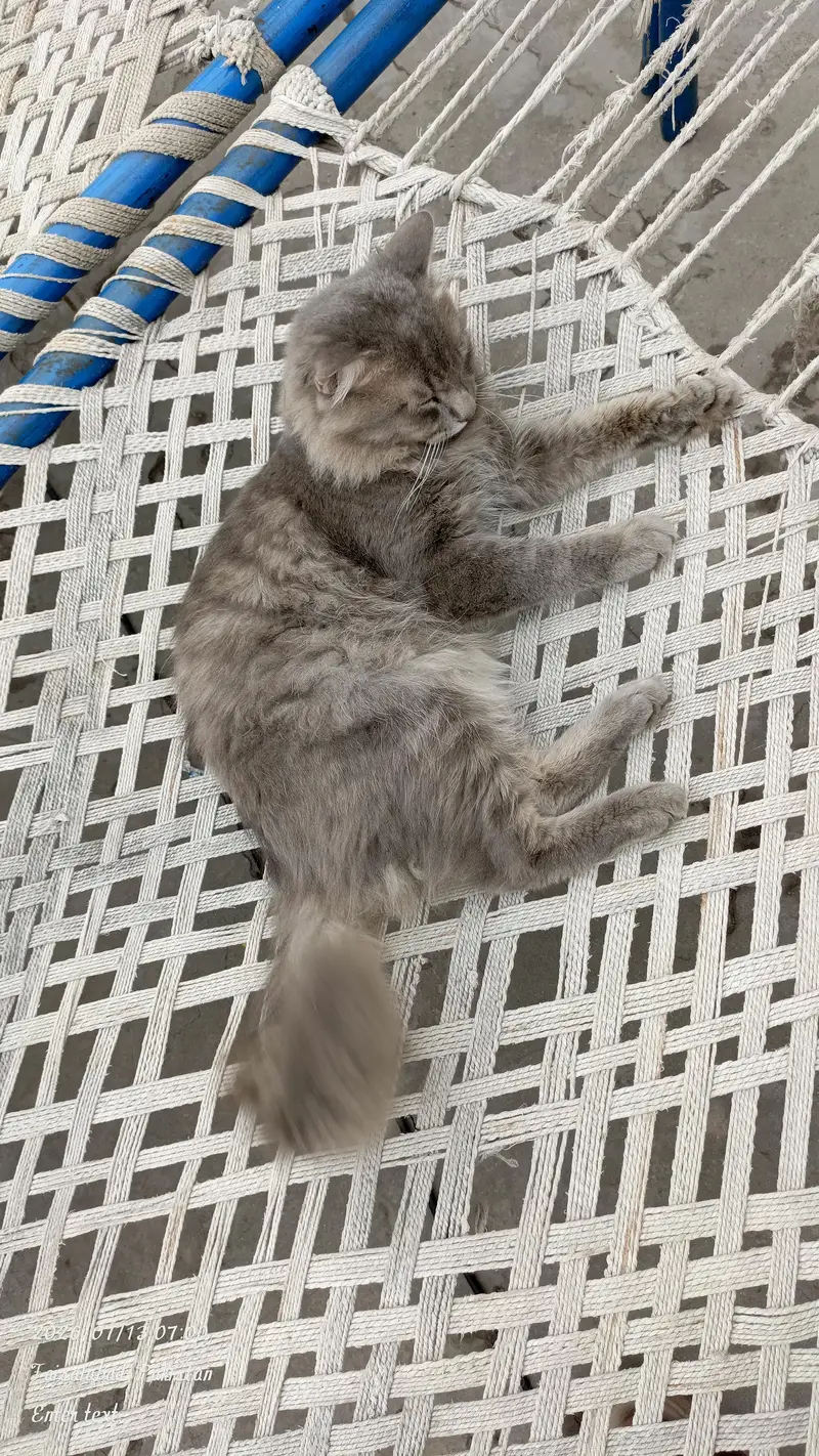 Persian Cat for sale — photo 2