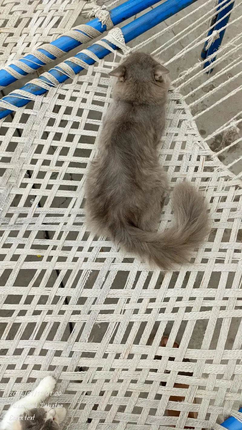 Persian Cat for sale — photo 3