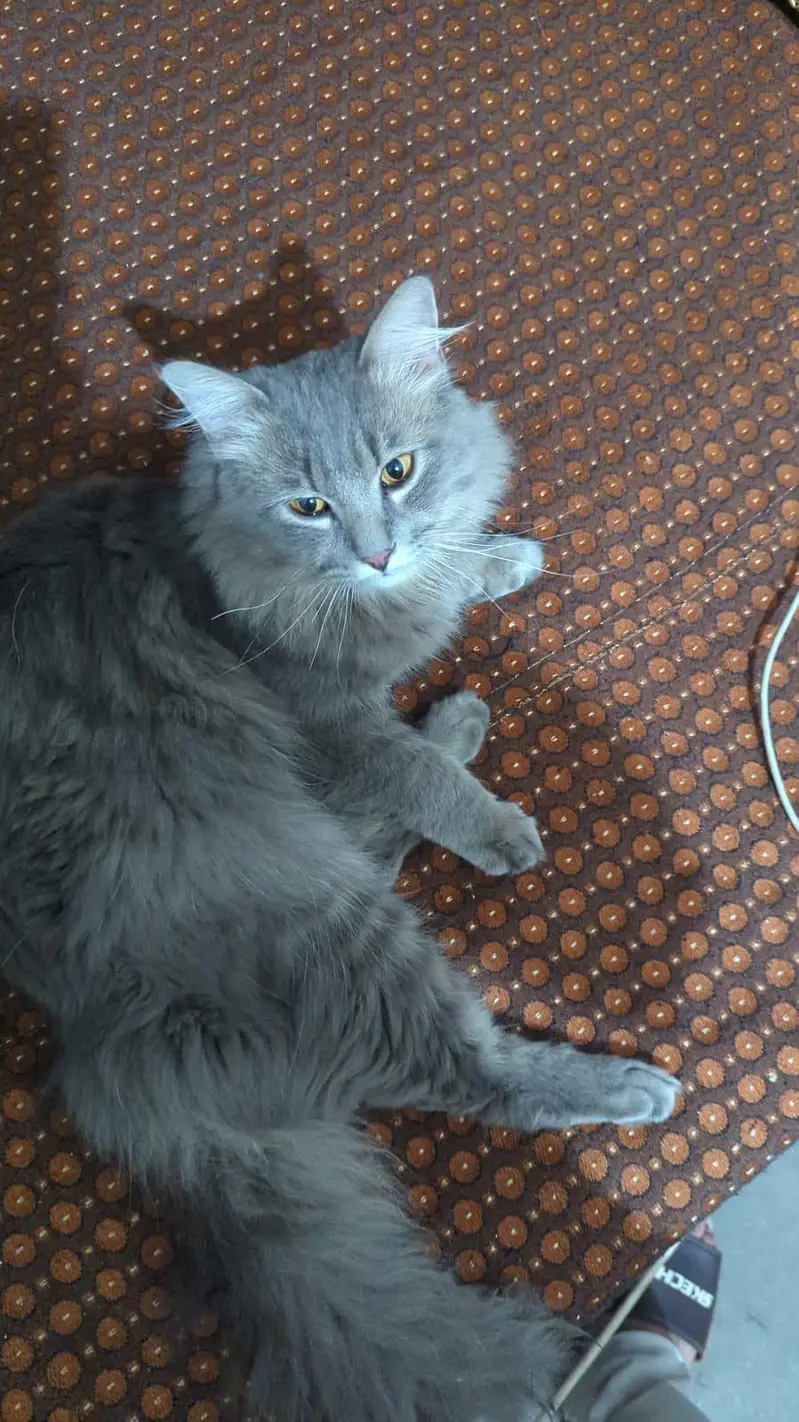 Persian Cat for sale — photo 4