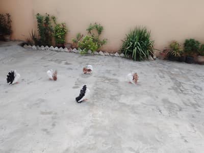 black tail red tail pair one breeder male