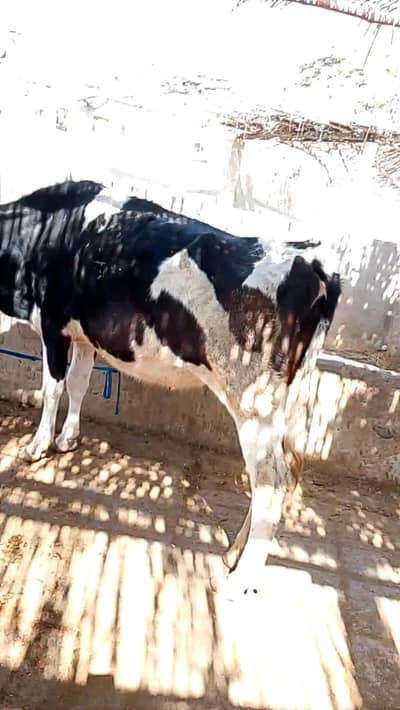 pur nasal kii bachri hain 240  malir Cote k kareeb