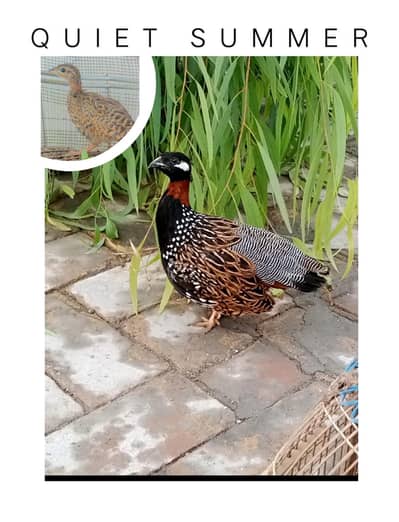 sindhi tetar pir/